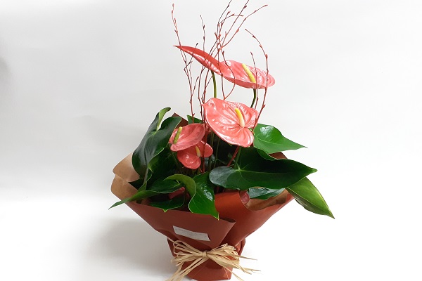 PLANTA DE ANTHURIUM