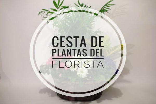 CESTA DE PLANTAS