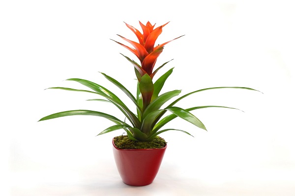 PLANTA DE GUZMANIA