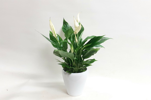 PLANTA DE SPATHIPHYLLUM